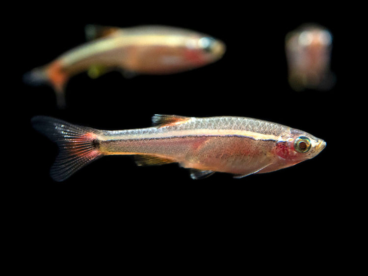 White Cloud Mountain Minnow for sale