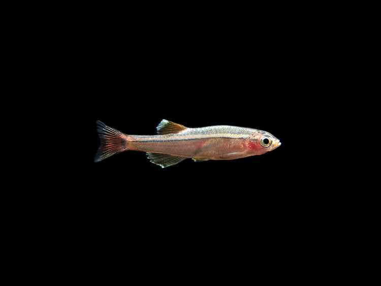 White Cloud Mountain Minnow for sale