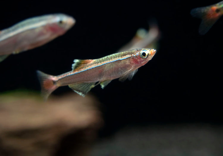 White Cloud Mountain Minnow for sale