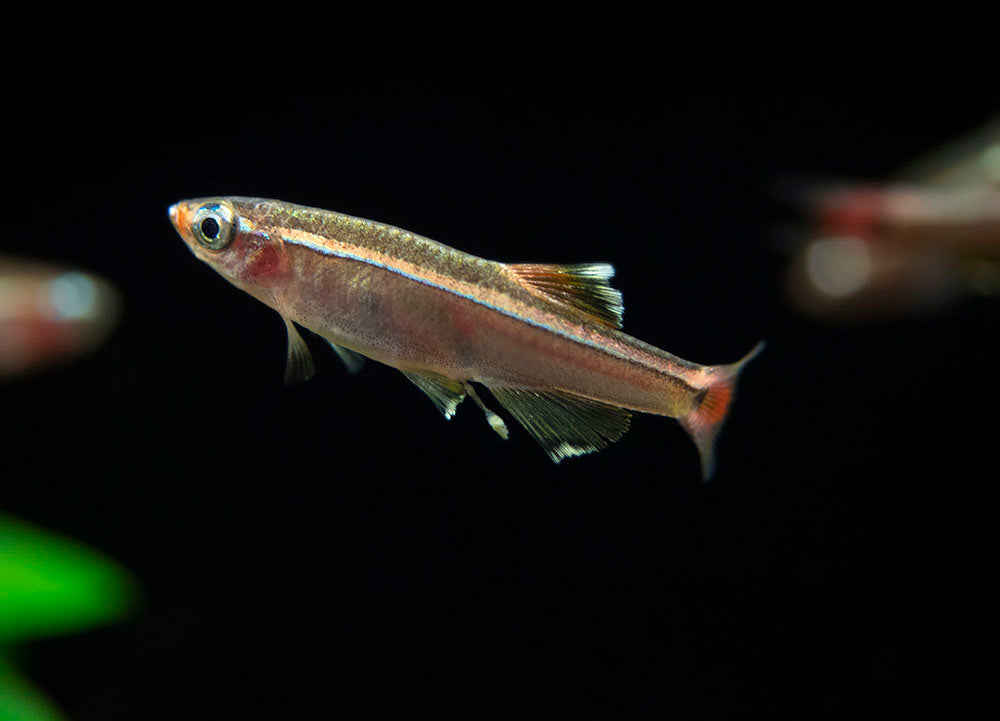 White Cloud Mountain Minnow for sale