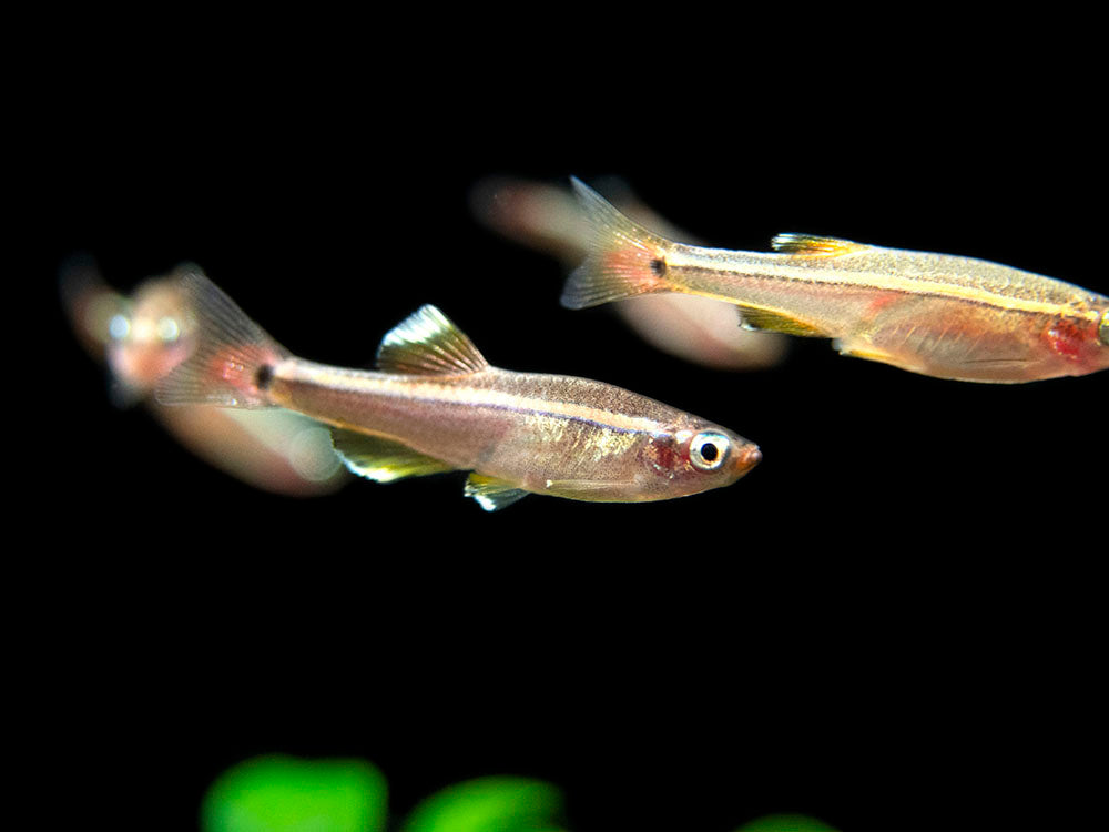 White Cloud Mountain Minnow for sale