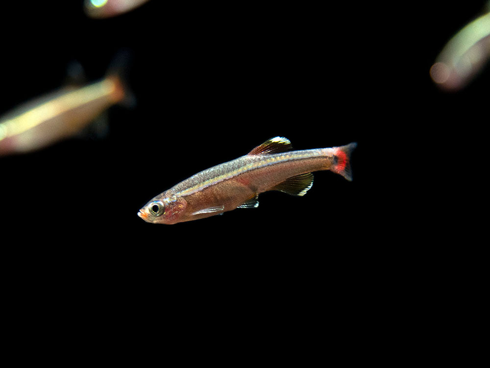 White Cloud Mountain Minnow for sale