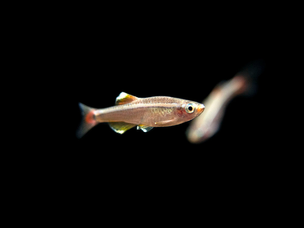 White Cloud Mountain Minnow for sale
