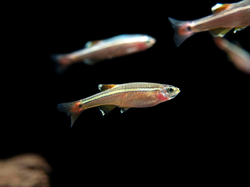 White Cloud Mountain Minnow for sale