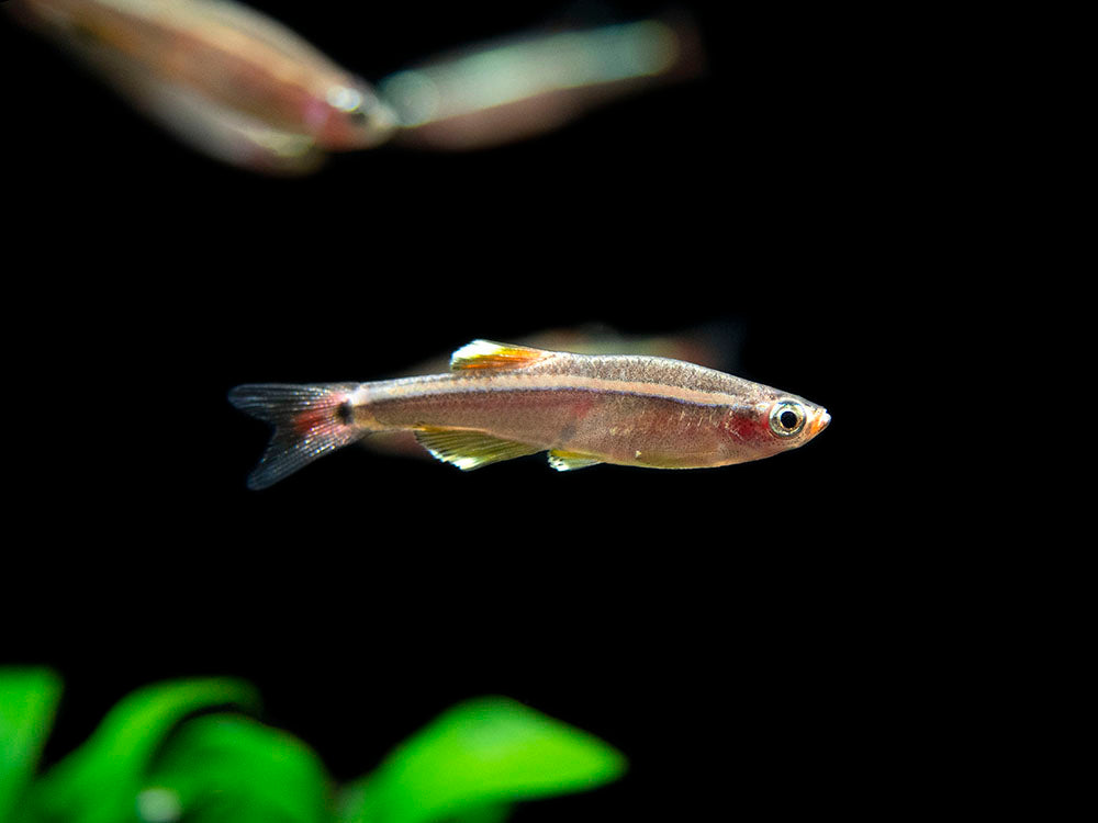White Cloud Mountain Minnow for sale