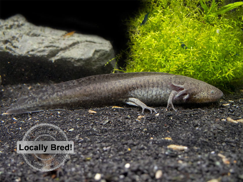 Amphibians – Aquatic Arts
