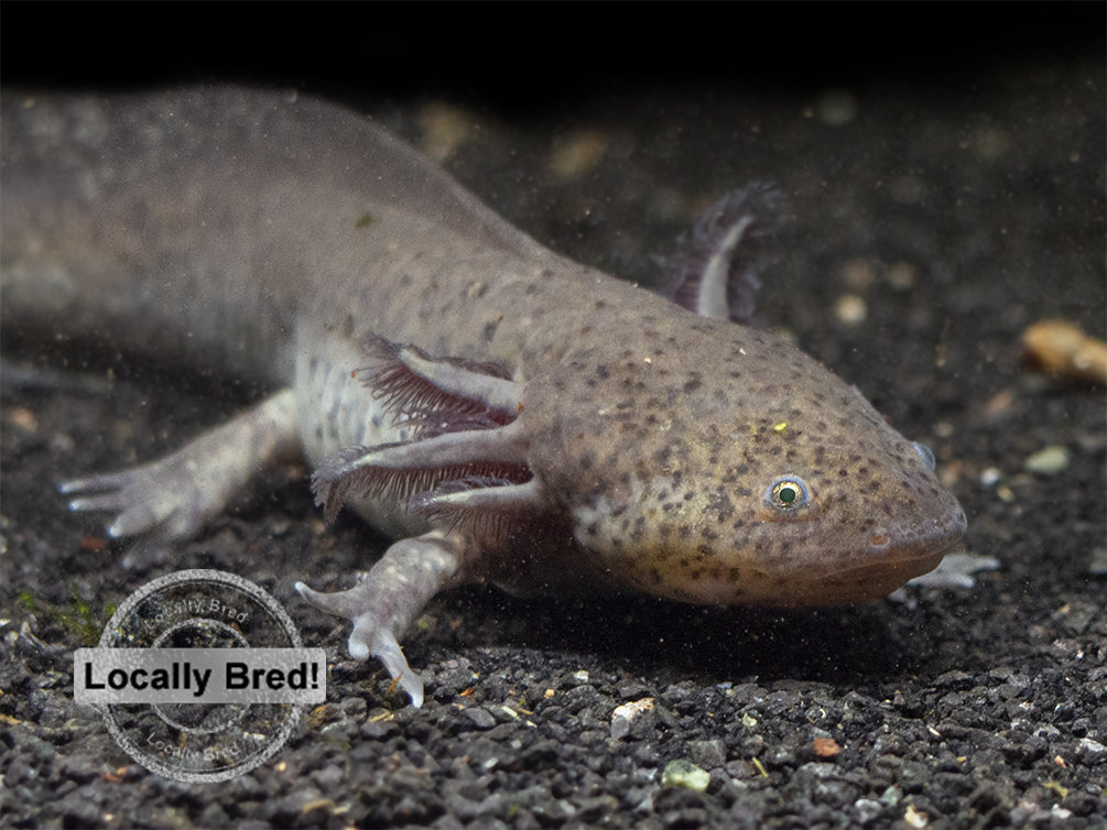 Wild Type Axolotl (Ambystoma mexicanum), Locally Bred