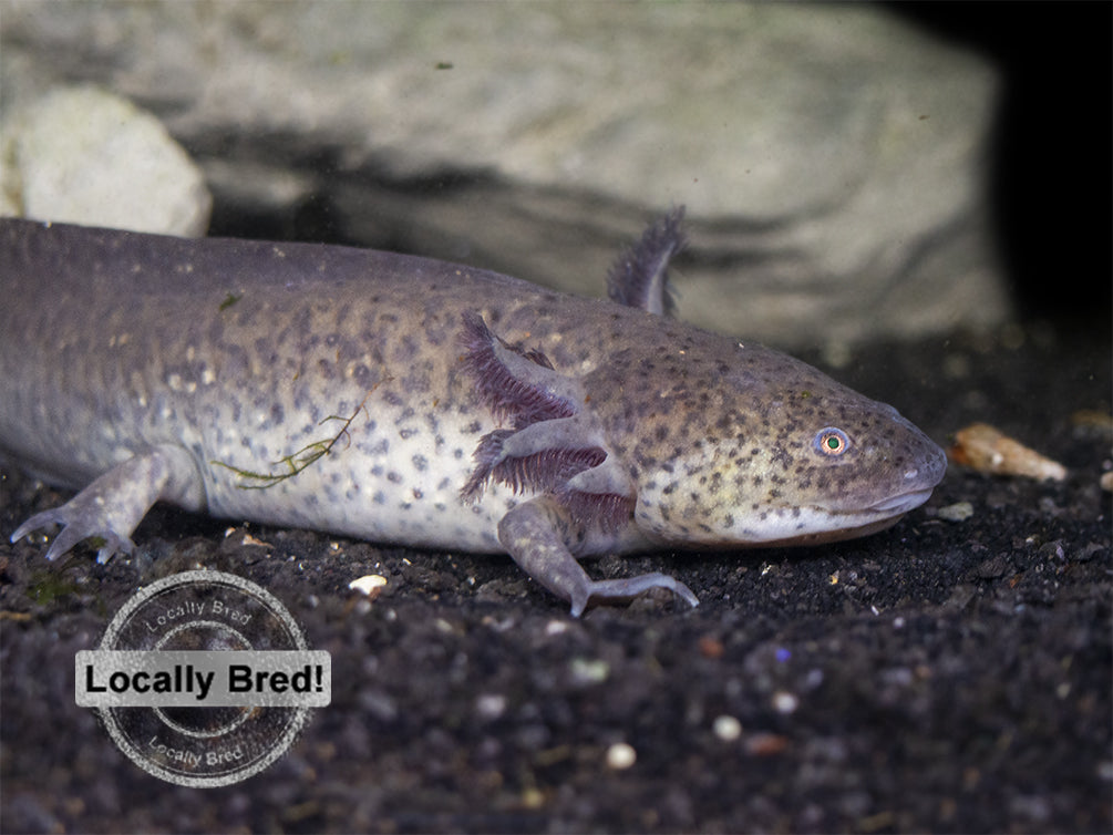 Wild Type Axolotl (Ambystoma mexicanum), Locally Bred