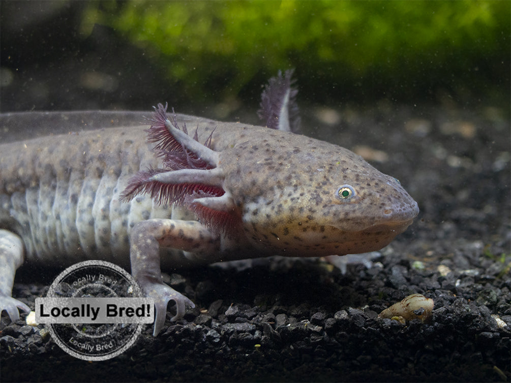 Wild Type Axolotl (Ambystoma mexicanum), Locally Bred