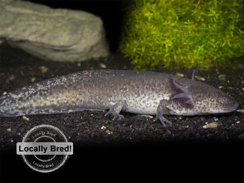 Wild Type Axolotl (Ambystoma mexicanum), Locally Bred