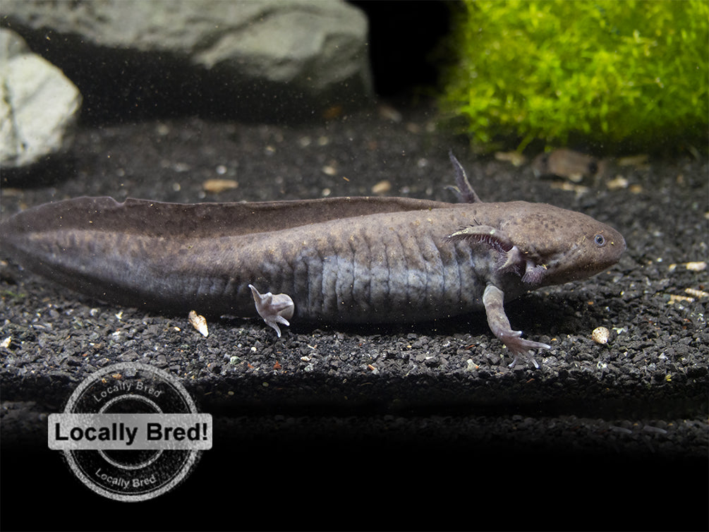 Wild Type Axolotl (Ambystoma mexicanum), Locally Bred