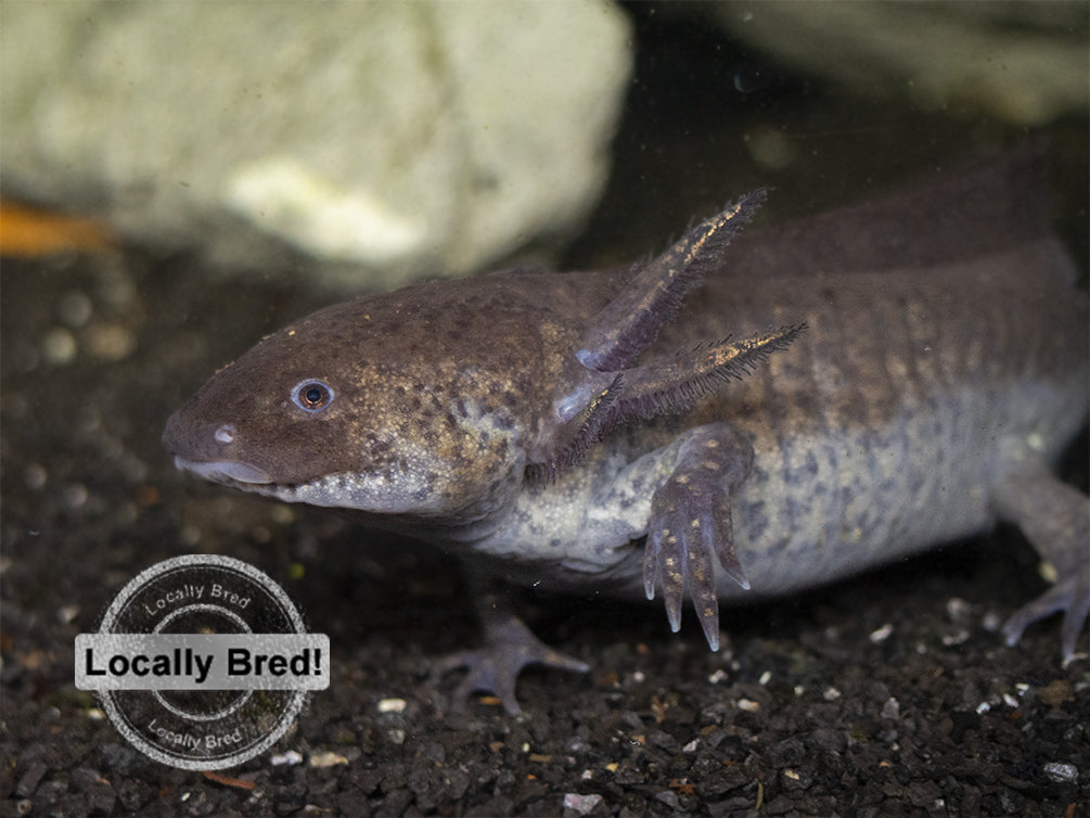 Wild Type Axolotl (Ambystoma mexicanum), Locally Bred