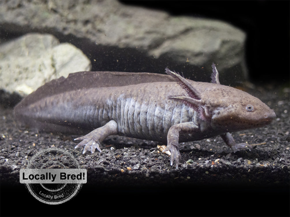 Wild Type Axolotl (Ambystoma mexicanum), Locally Bred