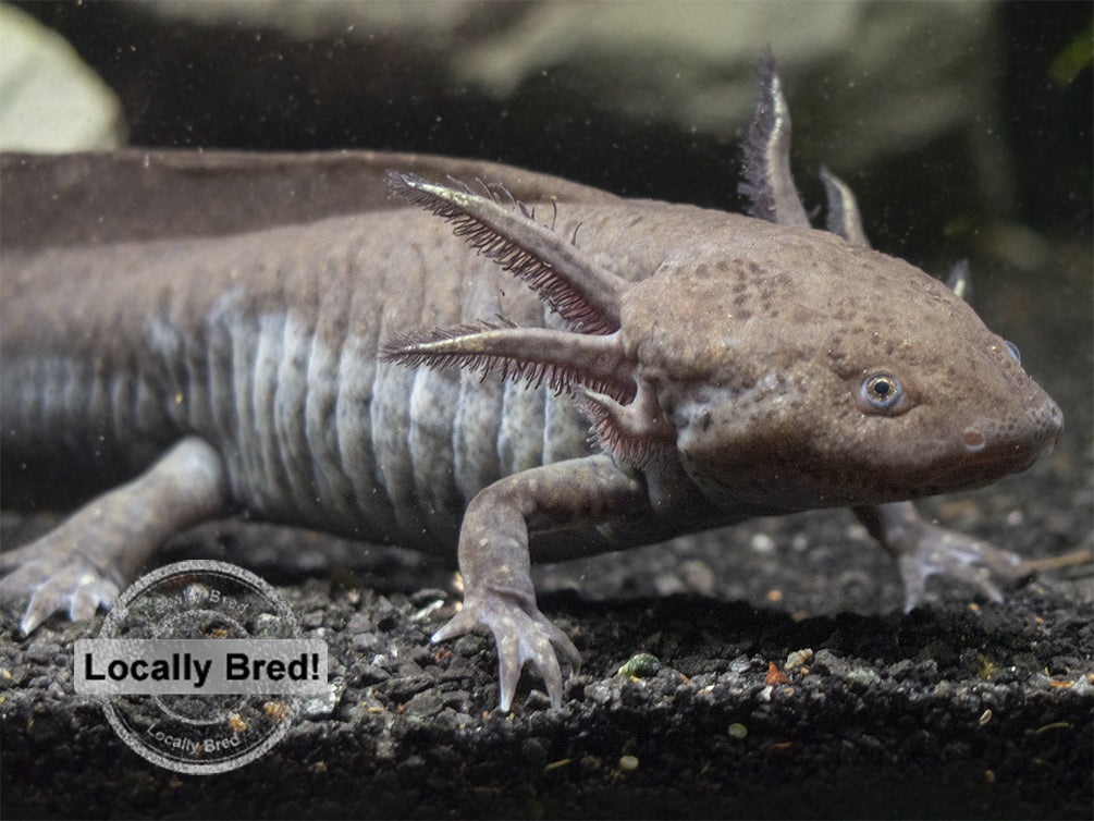 Wild Type Axolotl (Ambystoma mexicanum), Locally Bred