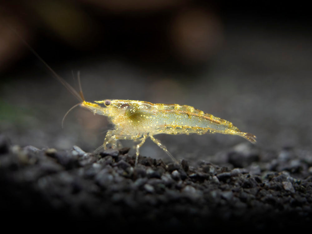 Wild Form Neocaridina Shrimp Breeder Combo Box