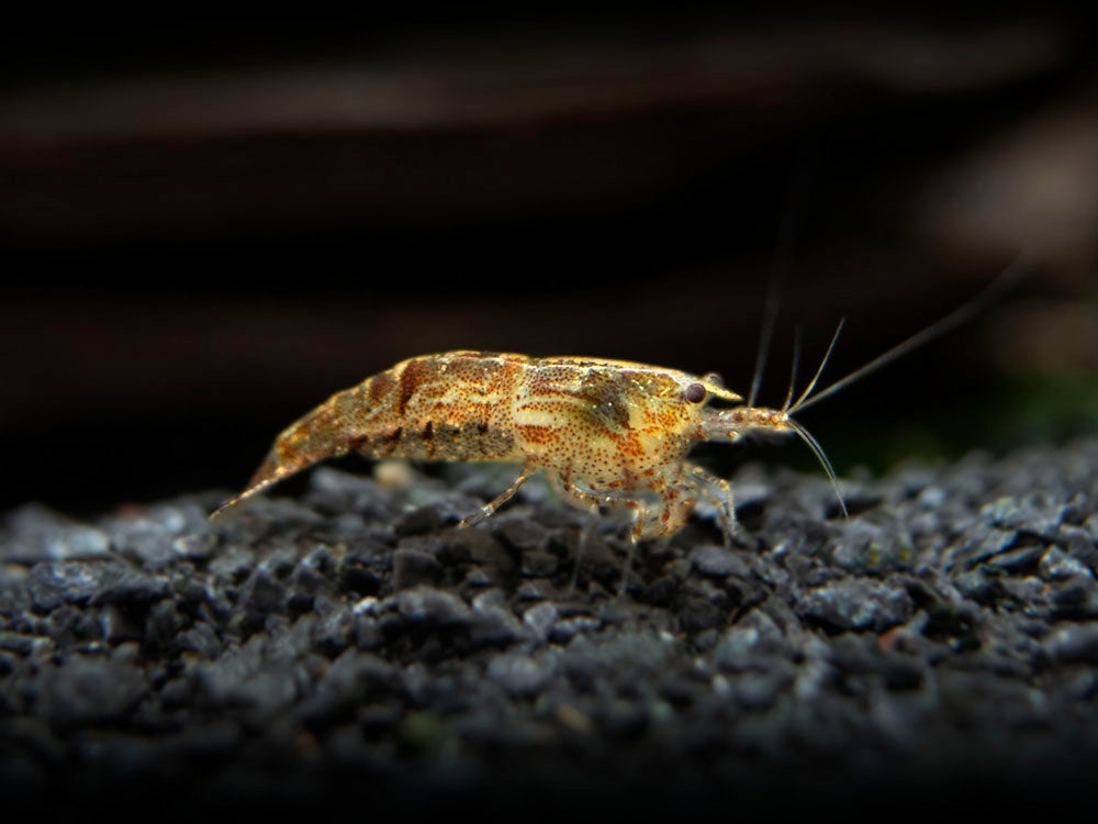 Wild Form Neocaridina Shrimp Breeder Combo Box