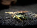 Wild Form Neocaridina Shrimp Breeder Combo Box
