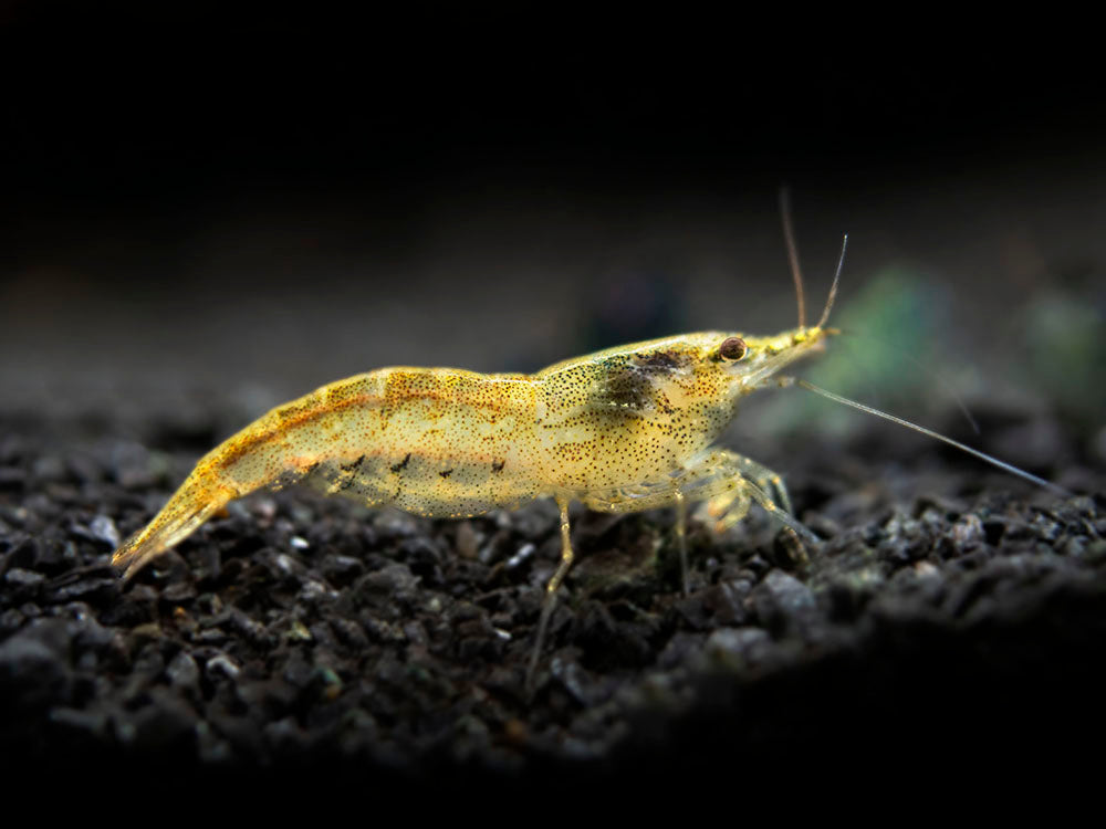Wild Form Neocaridina Shrimp (Neocaridina davidi), Tank-Bred!