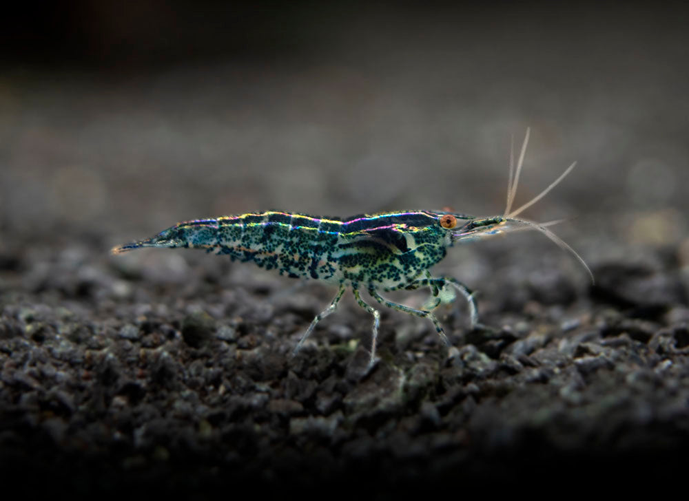 Wild Form Neocaridina Shrimp (Neocaridina davidi), Tank-Bred!