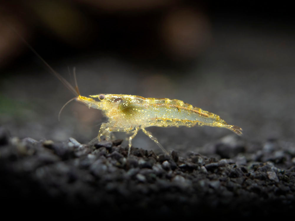 Wild Form Neocaridina Shrimp (Neocaridina davidi), Tank-Bred!