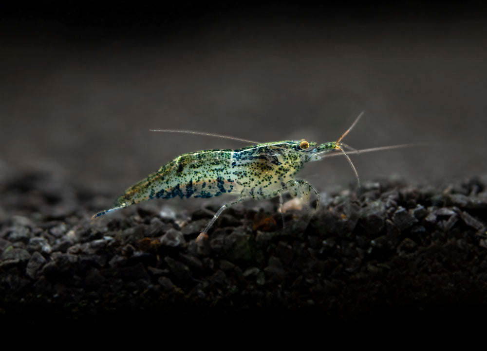 Wild Form Neocaridina Shrimp (Neocaridina davidi), Tank-Bred!