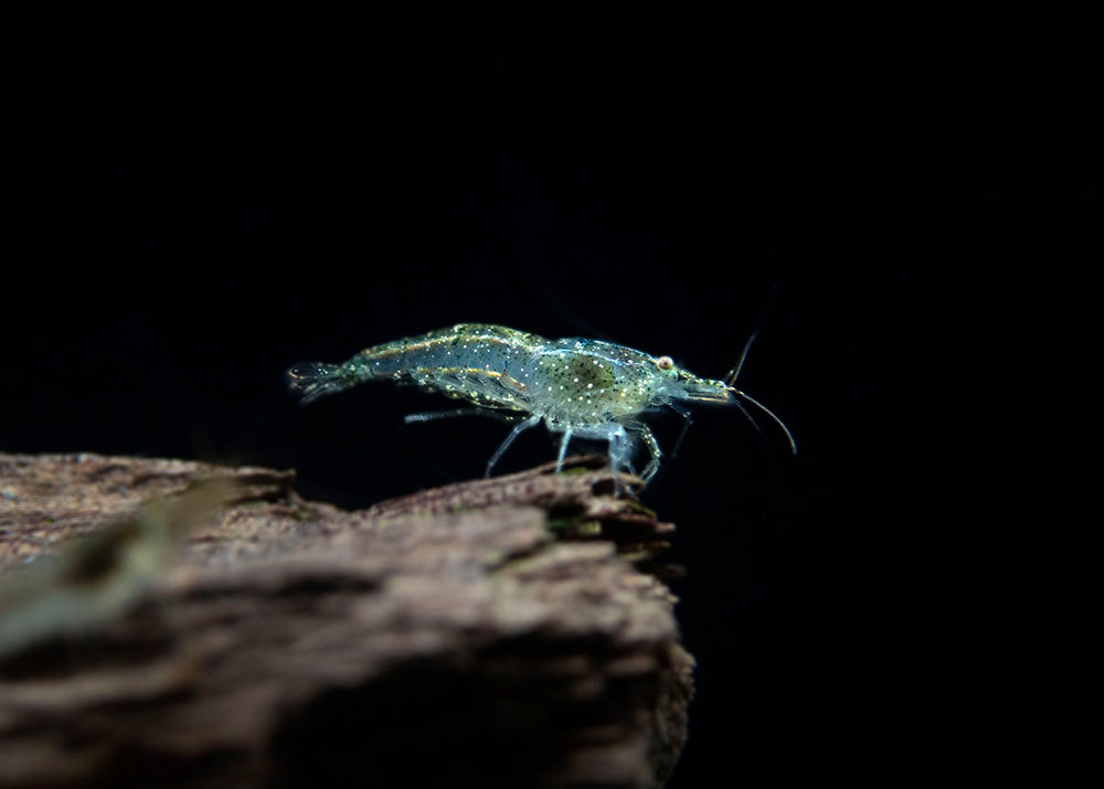 Wild Form Neocaridina Shrimp (Neocaridina davidi), Tank-Bred!