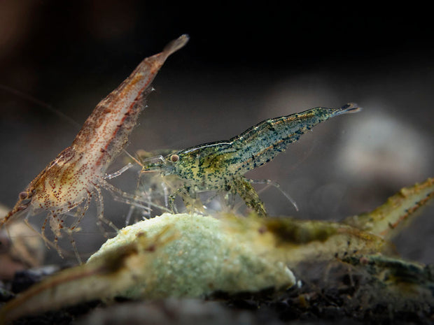 Wild Form Neocaridina Shrimp (Neocaridina davidi), Tank-Bred!