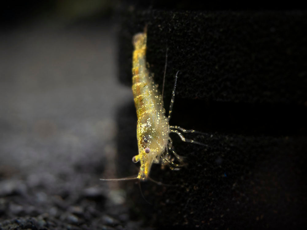 Wild Form Neocaridina Shrimp (Neocaridina davidi), Tank-Bred!