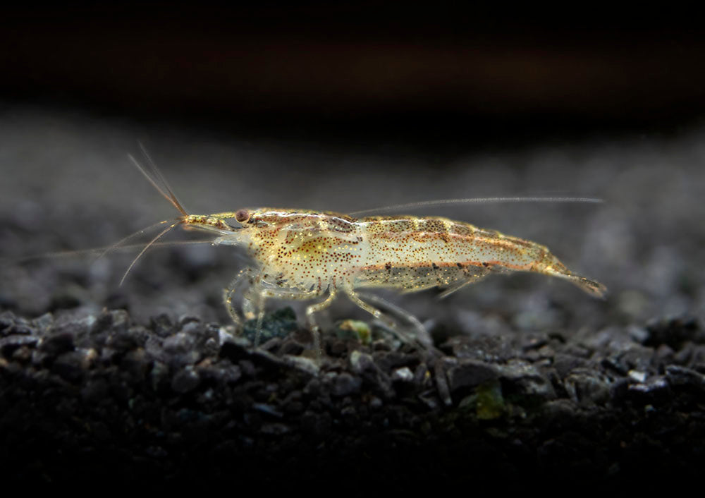 Wild Form Neocaridina Shrimp (Neocaridina davidi), Tank-Bred!