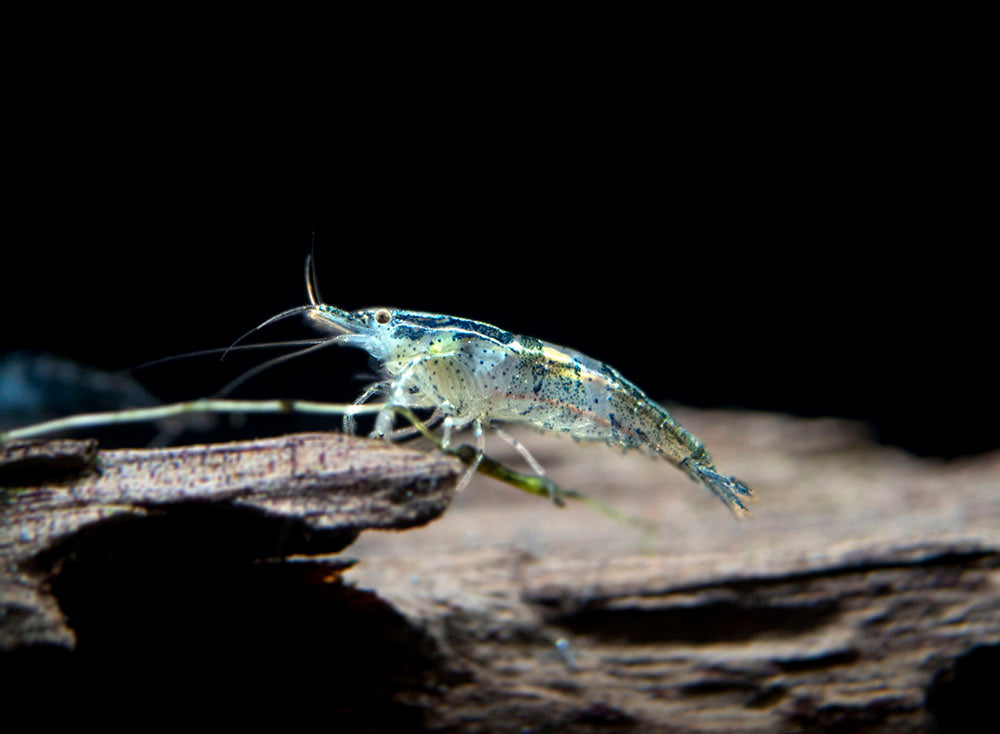 Wild Form Neocaridina Shrimp (Neocaridina davidi), Tank-Bred!
