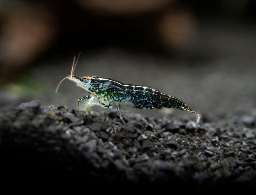 Wild Form Neocaridina Shrimp (Neocaridina davidi), Tank-Bred!