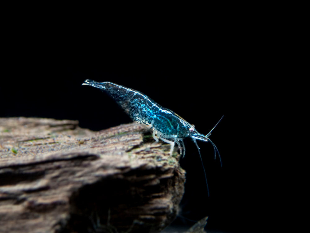 Wild Form Neocaridina Shrimp (Neocaridina davidi), Tank-Bred!