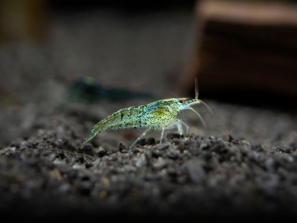Wild Form Neocaridina Shrimp (Neocaridina davidi), Tank-Bred!