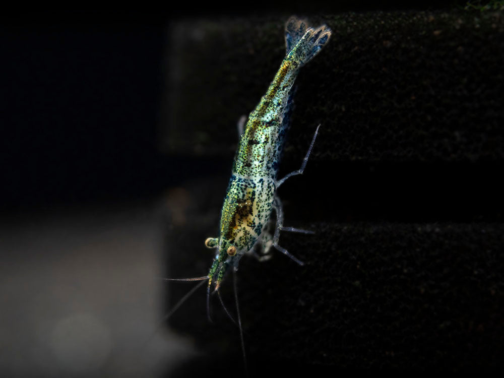 Wild Form Neocaridina Shrimp (Neocaridina davidi), Tank-Bred!