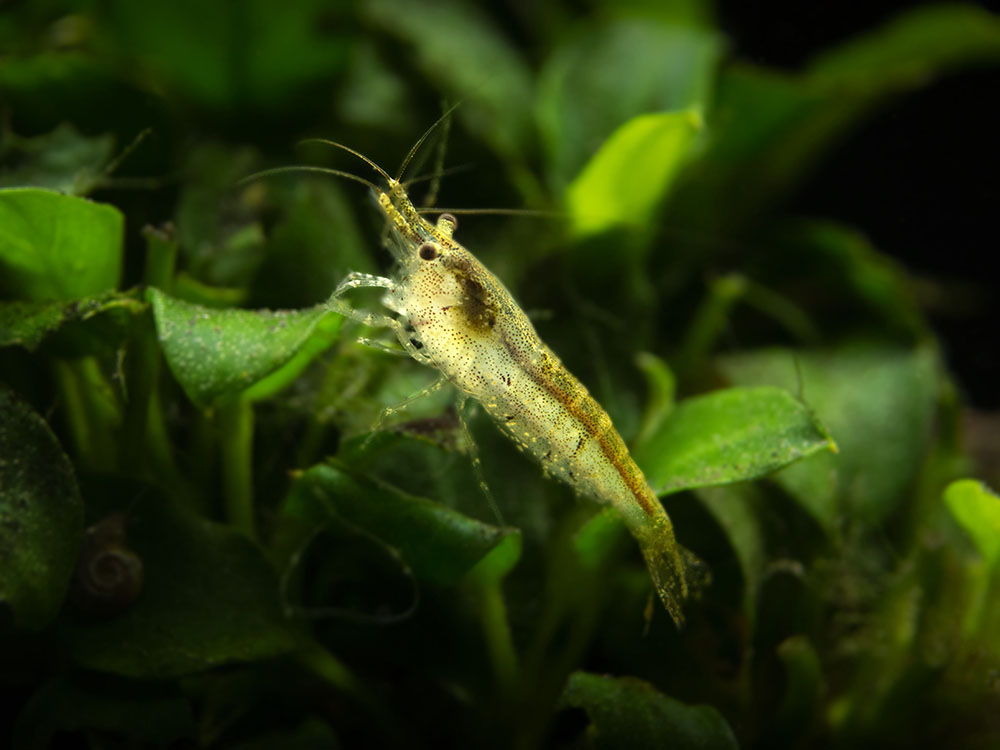 Wild Form Neocaridina Shrimp (Neocaridina davidi), Tank-Bred!