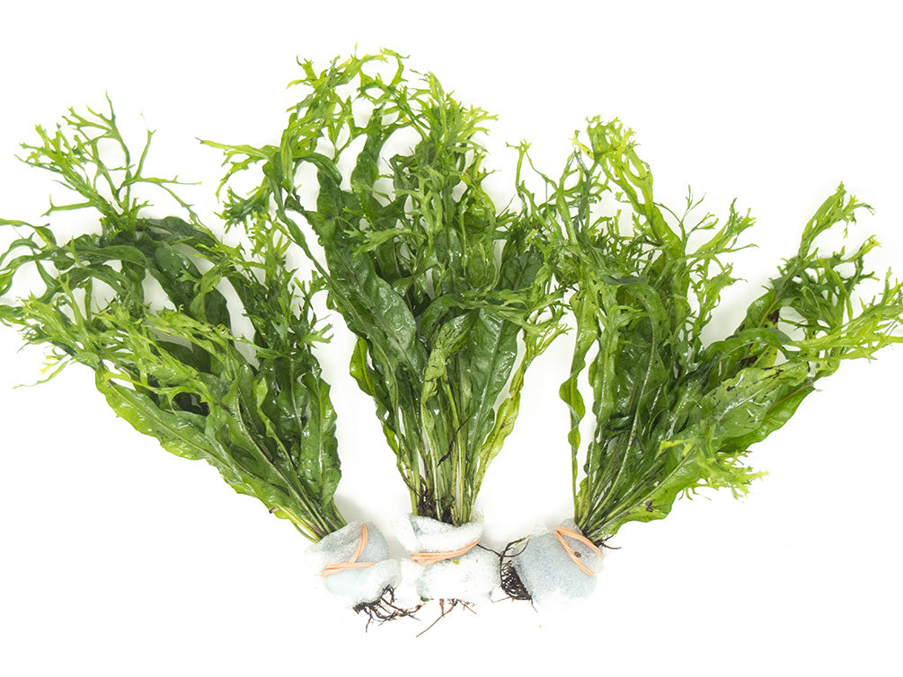 Aquatic Ferns – Aquatic Arts