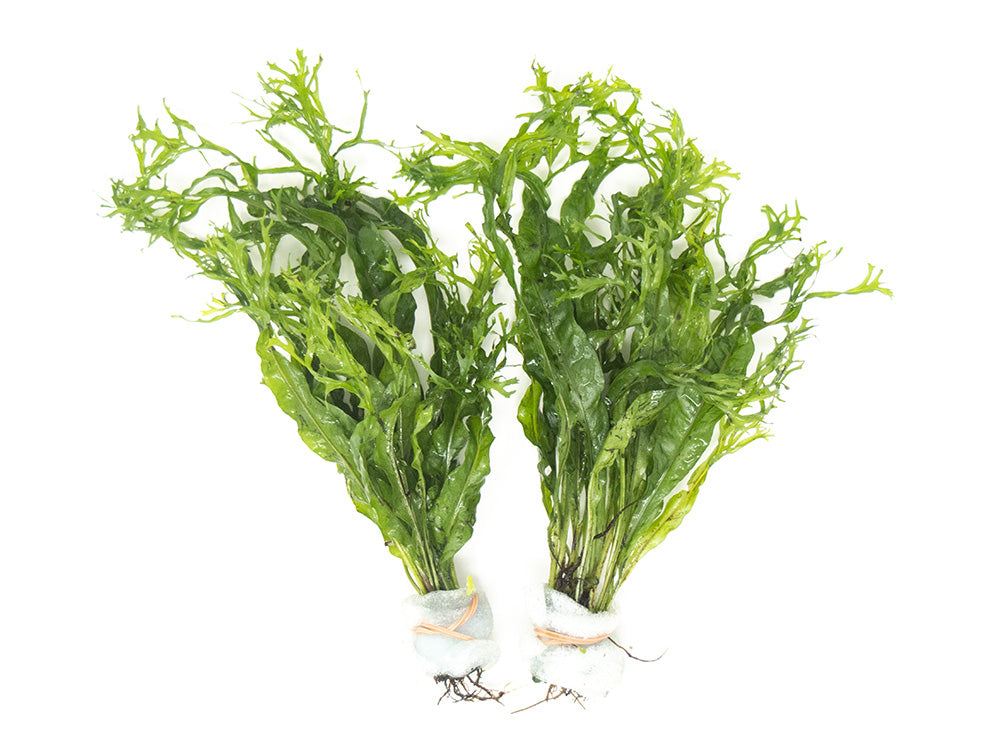 Aquatic Ferns – Aquatic Arts