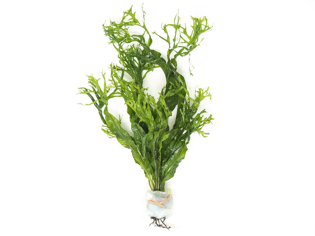 Lacy Java Fern Bunch - Aquatic Arts