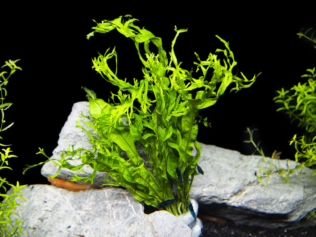 Windelov AKA Lacy Java Fern (Microsorum pteropus 'Windelov')