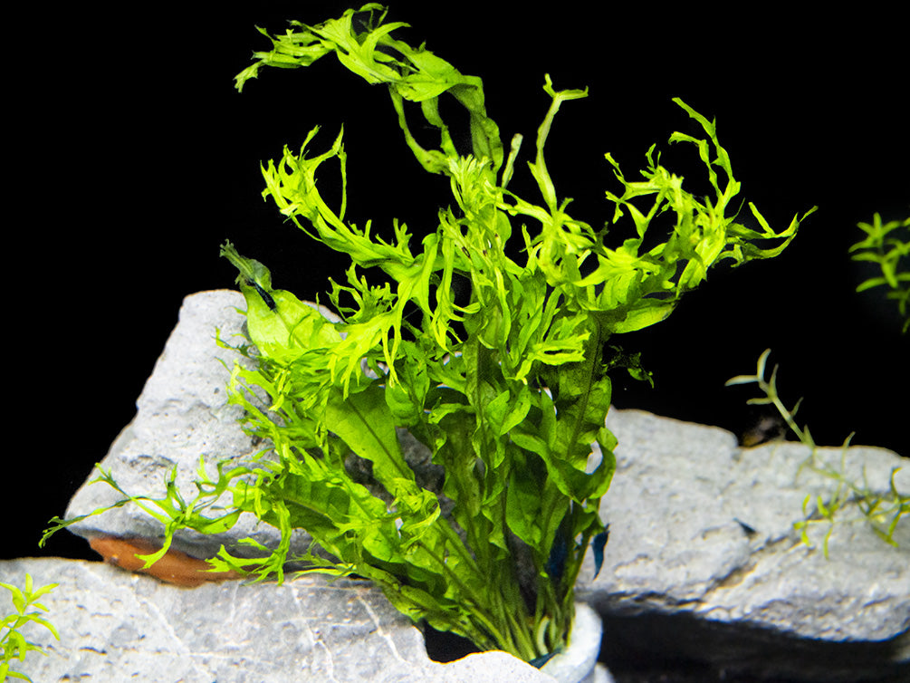 Windelov AKA Lacy Java Fern (Microsorum pteropus 'Windelov')