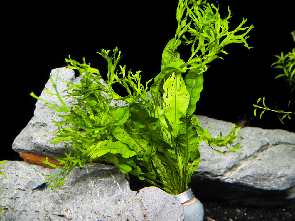 Windelov AKA Lacy Java Fern (Microsorum pteropus 'Windelov')