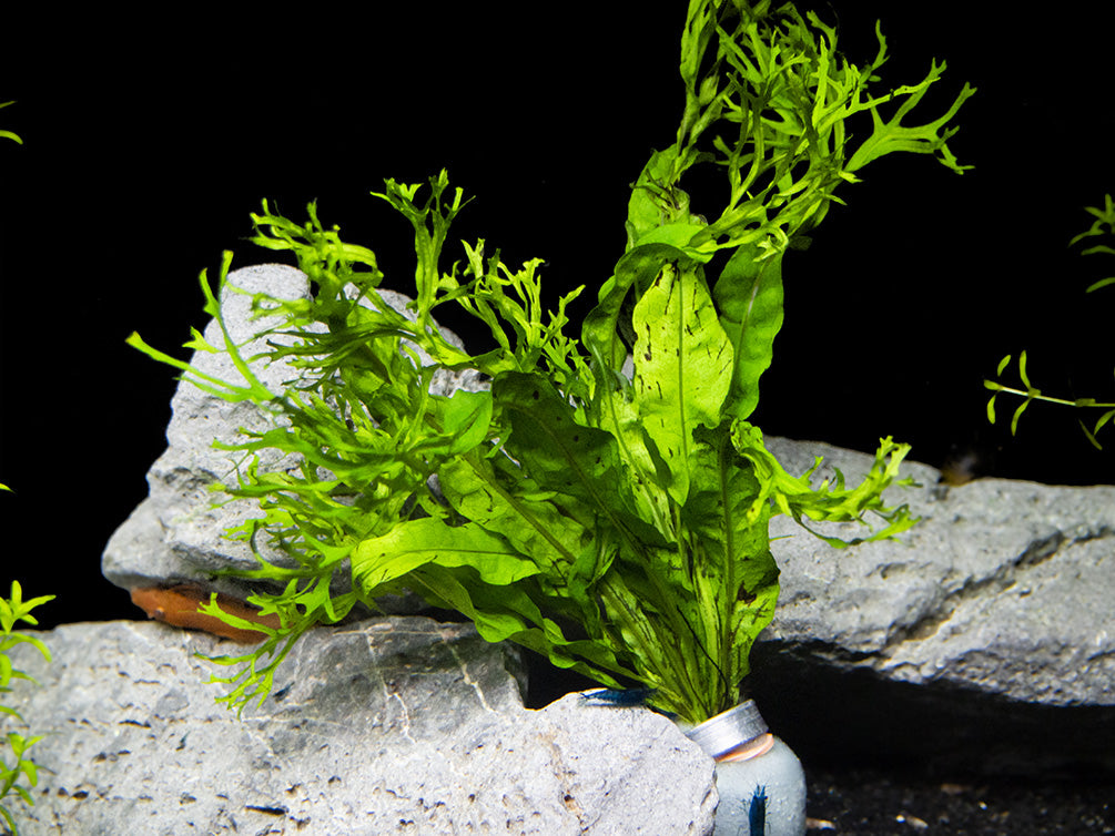 Windelov AKA Lacy Java Fern (Microsorum pteropus 'Windelov')