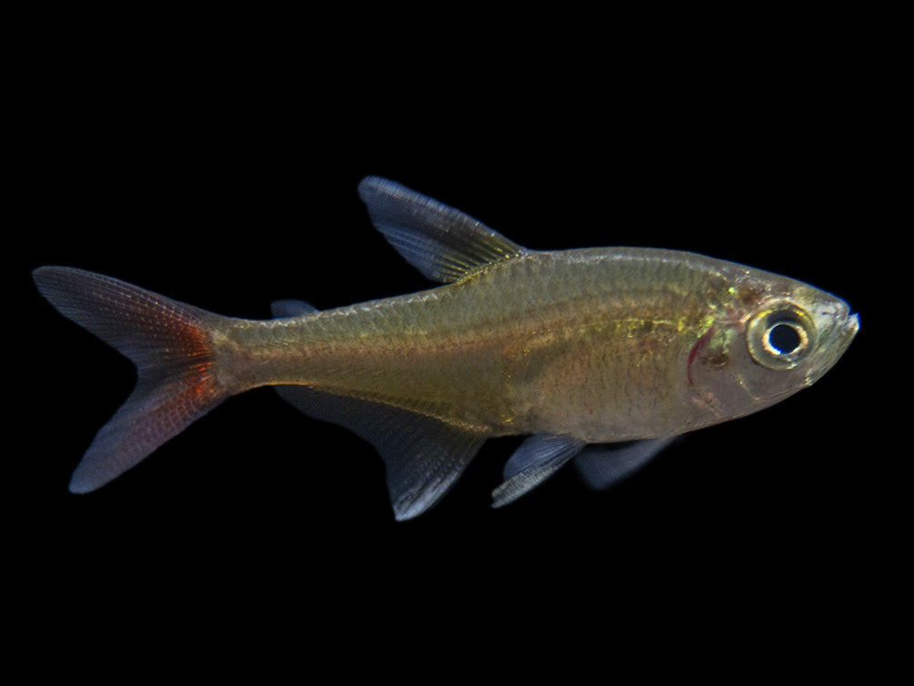 X-Ray Tetra (Pristella maxillaris), Tank-Bred!