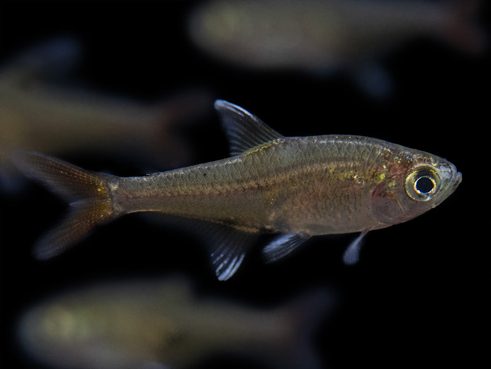 X-Ray Tetra (Pristella maxillaris), Tank-Bred!