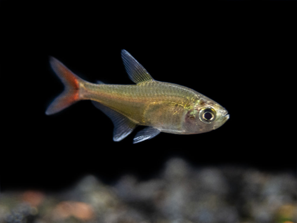 X-Ray Tetra (Pristella maxillaris), Tank-Bred!