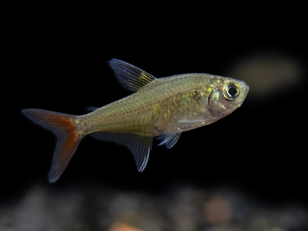 X-Ray Tetra (Pristella maxillaris), Tank-Bred!