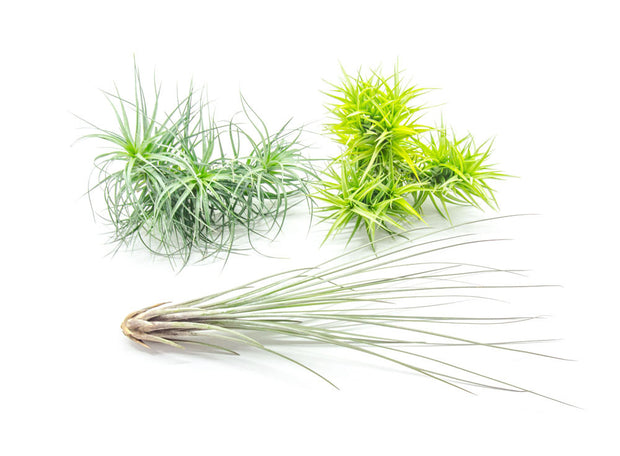 Extra Large Air Plants - Variety Pack