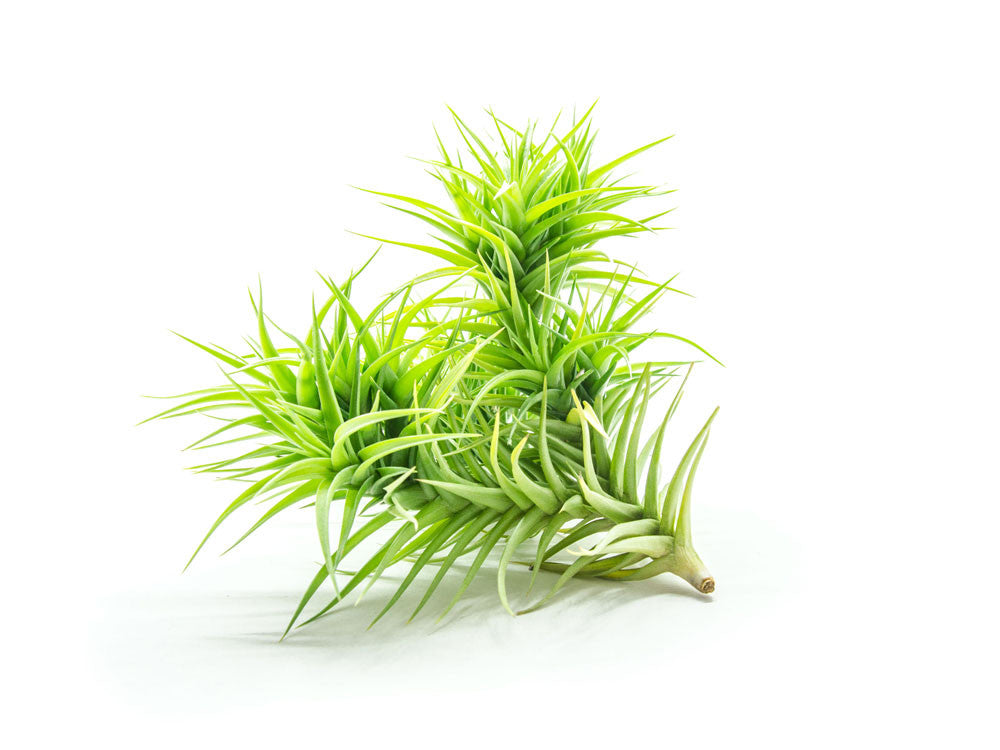 Extra Large Air Plants - Variety Pack