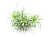 Extra Large Air Plants - Variety Pack