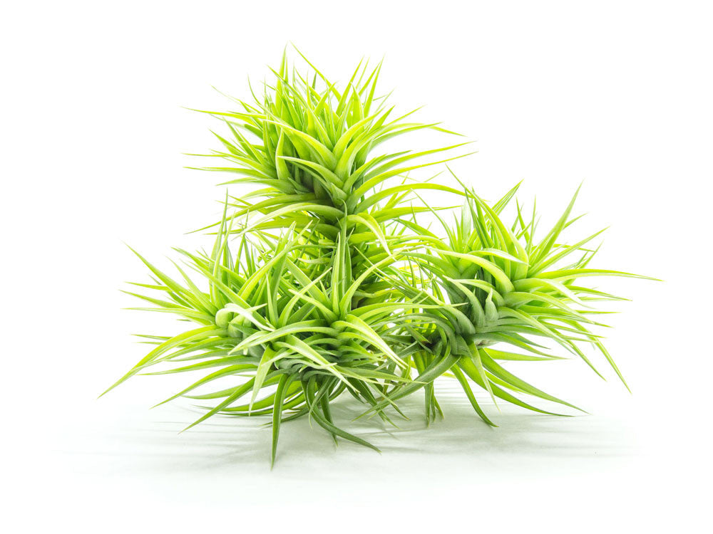 Extra Large Air Plants - Variety Pack - Thumbnail 3